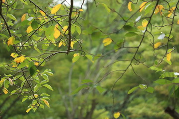 イエローグリーンリーフ