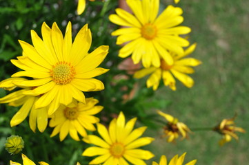 Dandelions