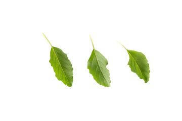 Natural holy basil leaves for spicy food, Isolated on white.