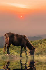Horses are eating grass in the meadow near the lake.