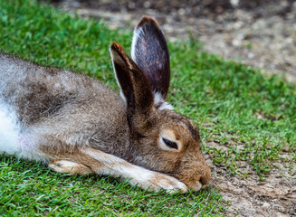 Mountain hare, Lepus timidus, also known as the white hare.