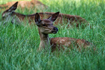 Roe Deer, Capreolus capreolus lives mostly in Germany and France