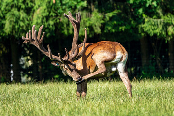 Red deer, Cervus elaphus in a german nature park