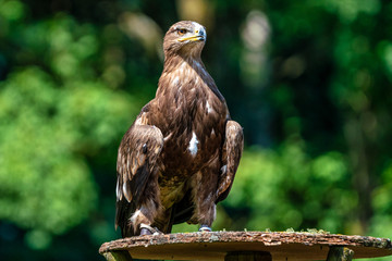 Harris's hawk, Parabuteo unicinctus, bay-winged hawk or dusky hawk