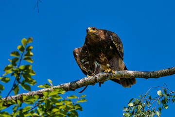 Harris's hawk, Parabuteo unicinctus, bay-winged hawk or dusky hawk