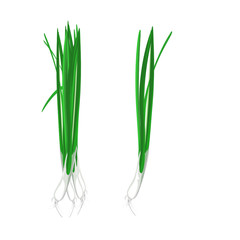 Spring onions, green, plant components, leaves and stems, roots, plant components of Asian Aroma, food ingredients and herbs