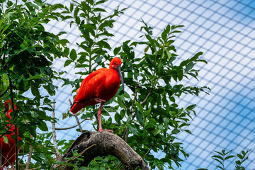 Scarlet ibis, Eudocimus ruber. Wildlife animal in the zoo