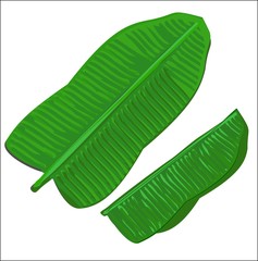 Green banana leaves, drawing, frame, leaves