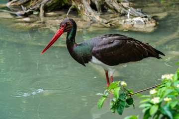 Black stork, Ciconia nigra in a german nature park