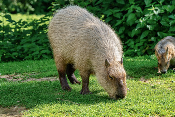 Capybara, Hydrochoerus hydrochaeris grazing on fresh green grass