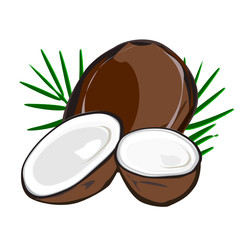 coconut, white coconut meat in half and leaf vector illustration Thai food ingredients,