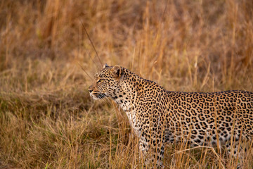 Female leopard trying to get the attention of a nearby male leopard