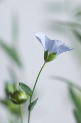 Flax (Linum usitatissimum) flowers