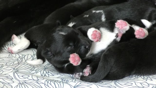 Puppies newborn suck mother's milk. Nursing bitch with children-motherhood dogs up close.