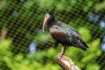 Northern Bald ibis, Geronticus eremita in the zoo