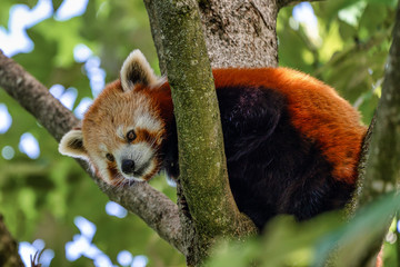 Fototapeta premium The red panda, Ailurus fulgens, also called the lesser panda.