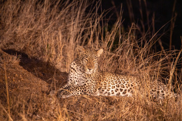 Female leopard trying to get the attention of a nearby male leopard