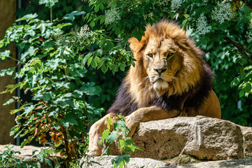 The lion, Panthera leo is one of the four big cats in the genus Panthera