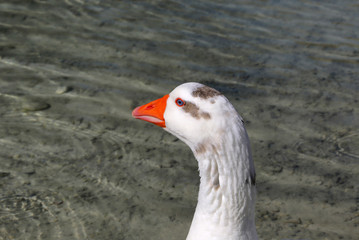Cute goose with blue eyes and orange beak in profile