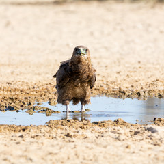 Immature Bateleur Eagle
