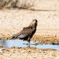 Immature Bateleur Eagle