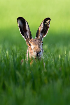 Vertical portrait of wild brown hare, lepus europaeus, looking with alerted ears on a green meadow in springtime. Single mammal with long ears in wilderness.