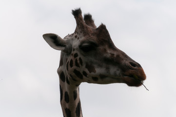 Portrait of gireffe in zoo