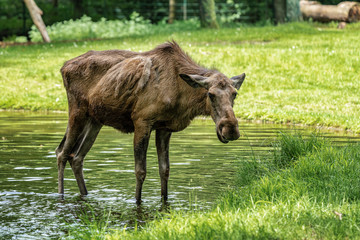 European Moose, Alces alces, also known as the elk