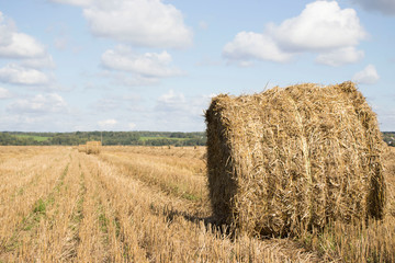 Fototapeta premium Harvested field with straw bales in summer