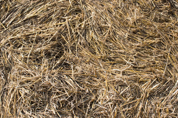Close up of ground. Texture of straw.
