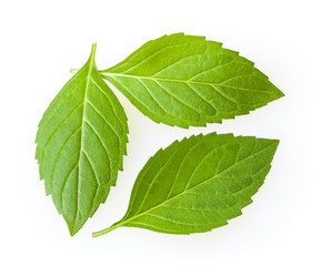 Fresh mint leaves isolated on white background