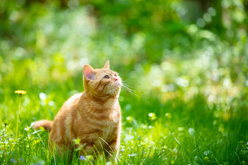 Funny red kitten sits on a green lawn on a summer sunny day