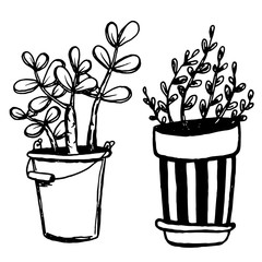 Set of different hand drawn house plants in pots. Isolated decorative plants: aloe, crassula, flower for design template, icon, gift card. Sketch style vector illustration.