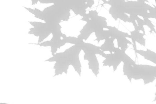 Overlay effect for photo. Gray shadow of the maple tree leaves on a white wall. Abstract neutral nature concept blurred background. Space for text.