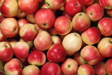 Lots of red apples. Natural condition. Top view
