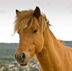 A beautiful, natural portrait of an icelandic horse, looking cute into the camera