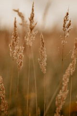 Fototapeta premium колосья