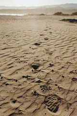 Large Shoe Marks on Yellow Clear Sand Beach CloseUp. Footsteps on Coastline Sunlight Summer Background. Outdoor Resort Shoreline Seascape Backdrop Beautiful Sunshine Outside Concept