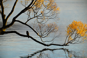 Black bird stand at Wanaka Tree branch on frosty autumn morning enjoy sunrise in Wanaka Lake, South...