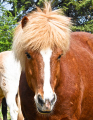 A beautiful, natural portrait of an icelandic horse, looking cute into the camera