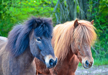 Obraz na płótnie Canvas A beautiful, natural portrait of two icelandic horses, looking cute into the camera