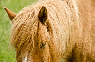 A beautiful, natural portrait of an icelandic horse, looking cute into the camera