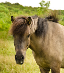 Obraz premium A beautiful, natural portrait of an icelandic horse, looking cute into the camera