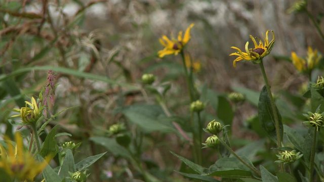 Steady, close up shot of a yellow coneflower (Echinacea).