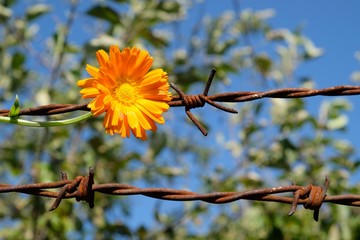 A single yellow flower on a barbed wire fence - like symbol of hope and freedom. Green garden and blue sky in the background.