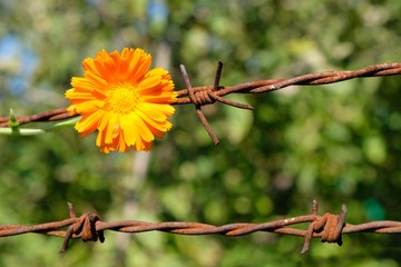 A single yellow flower on a barbed wire fence - like symbol of hope and freedom. Green garden and...