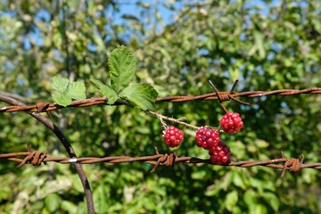 Red Rubus fruits (bramble fruits) wrapped on barbed wire against green garden and blue sky - like symbol of hope and freedom.