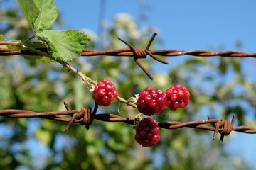 Red Rubus fruits (bramble fruits) wrapped on barbed wire against green garden and blue sky - like symbol of hope and freedom.
