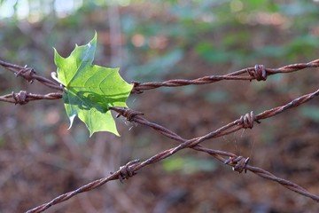 Young green maple (acer) leaf  on a barbed wire fence - like a symbol of hope and freedom.