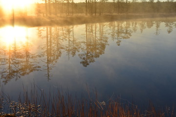 Forest reflection in the clear bog lake
